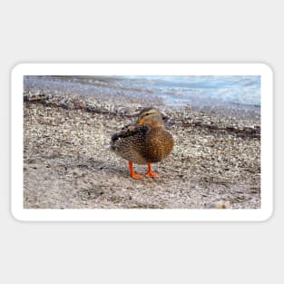 Female Mallard Duck On a Beach Sticker